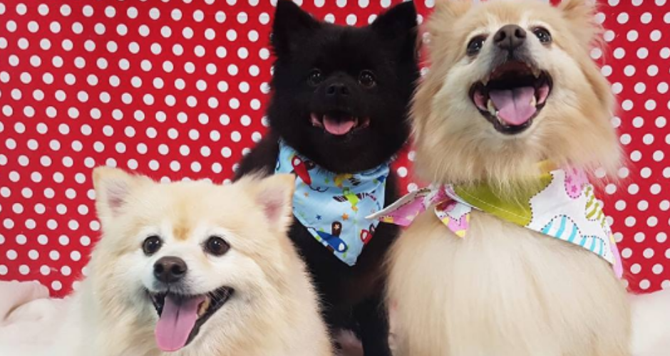 Just 4 Paws Gymea - 2