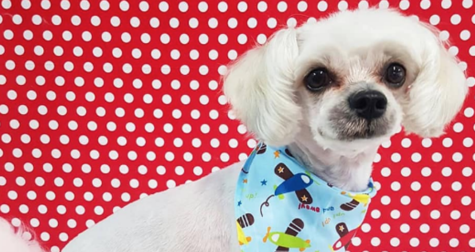 Just 4 Paws Gymea - 3