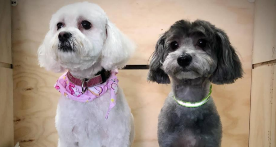 Just 4 Paws Gymea - 5