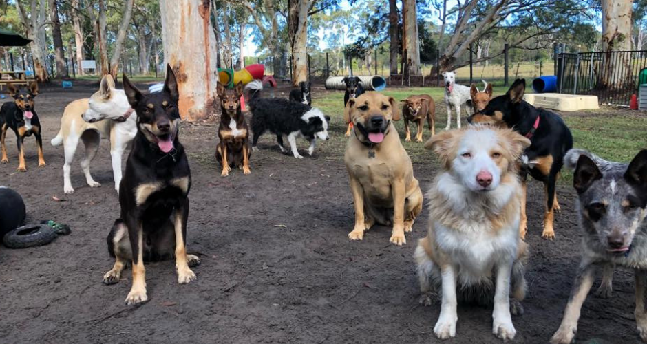 K9 Country Farmstay- Doggy Day Care & Training image