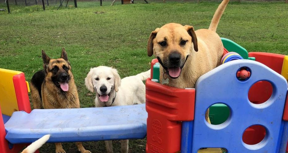 K9 Country Farmstay- Doggy Day Care & Training - 2