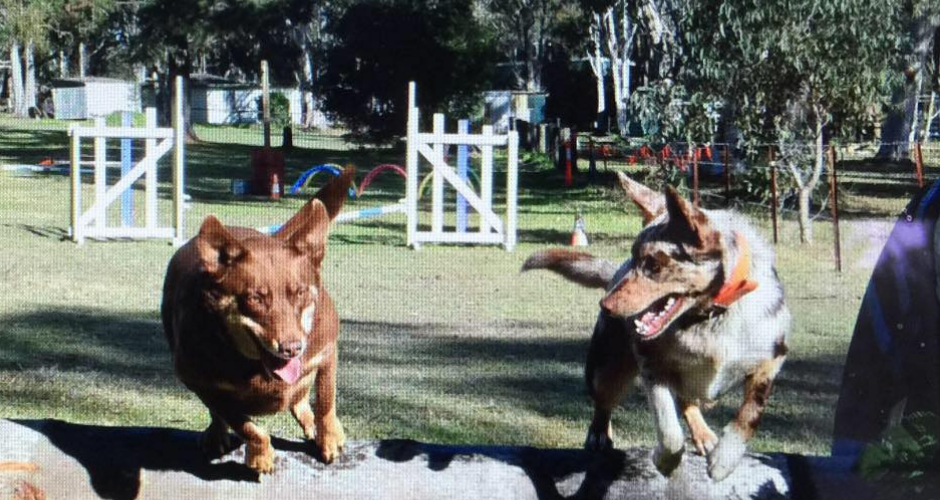 K9 Country Farmstay- Doggy Day Care & Training - 3