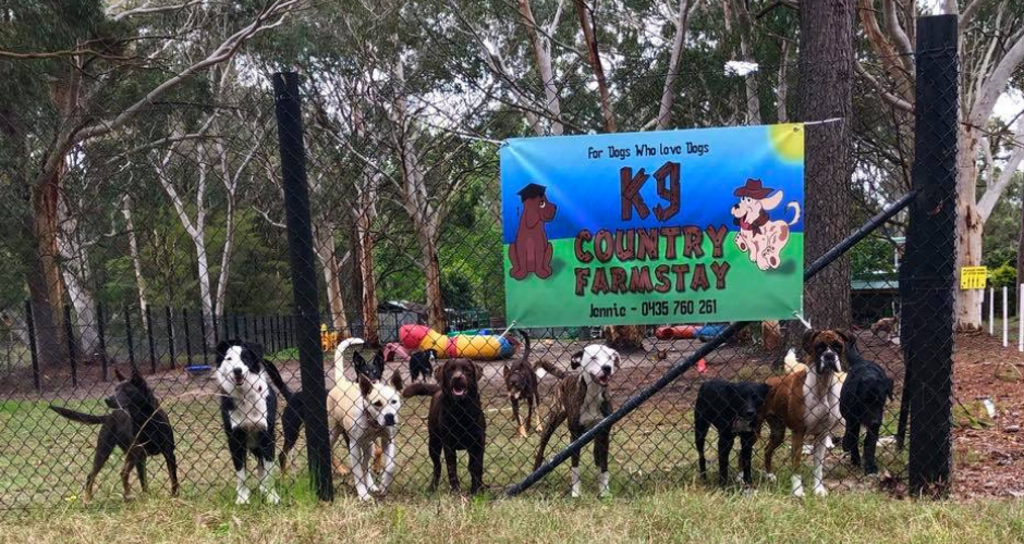 K9 Country Farmstay- Doggy Day Care & Training - 4