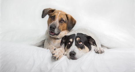 K9 Photography image