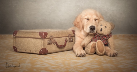 K9 Photography - 5