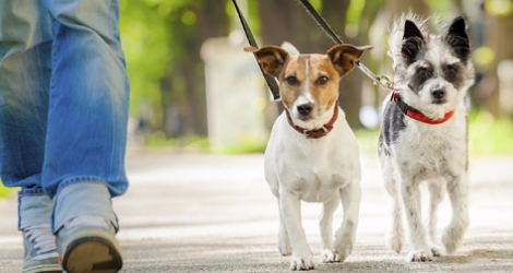 K9 Walkers - Dog Walking - 2