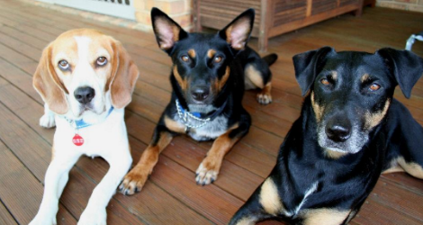 K9 Walkers - Pet Sitting & Home Stays - 1