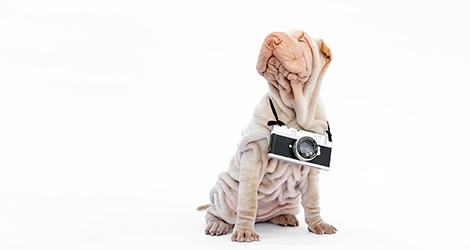 Linda Warlond - Pet Photographer image