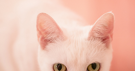 Linda Warlond - Pet Photographer - 2