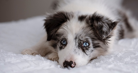 Linda Warlond - Pet Photographer - 3