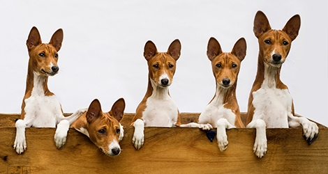 Linda Warlond - Pet Photographer - 4