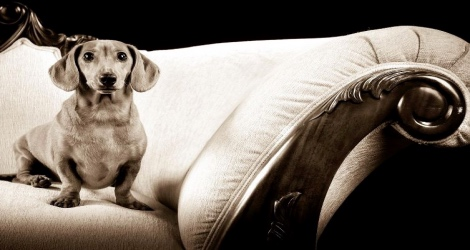 Living Image - Pet Photography - 1