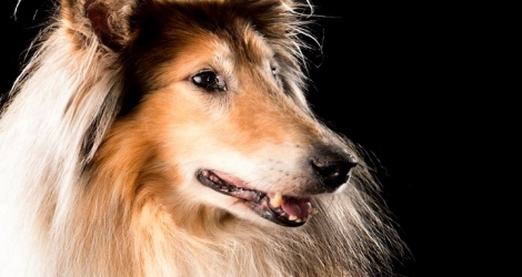 Living Image - Pet Photography - 3