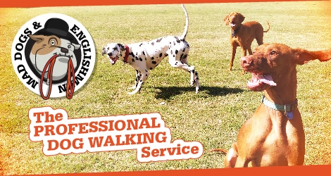 Mad Dogs & Englishmen - Eastern Suburbs Sydney - 6