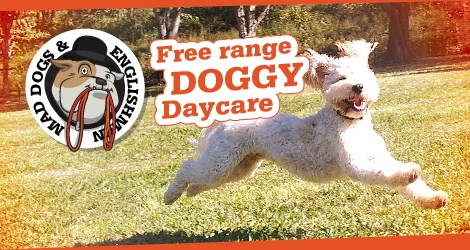 Mad Dogs & Englishmen - Inner West Sydney - 3