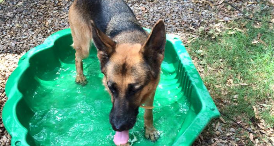 Majestic Pet Sitting Services & Products - 3