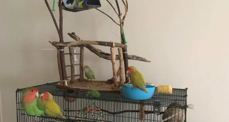Majestic Pet Sitting Services & Products - 4