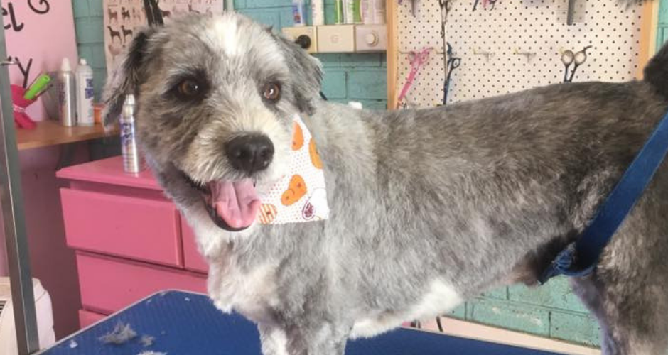 Manicured Muttz Dog Grooming image