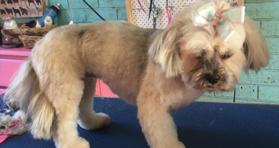 Manicured Muttz Dog Grooming - 2