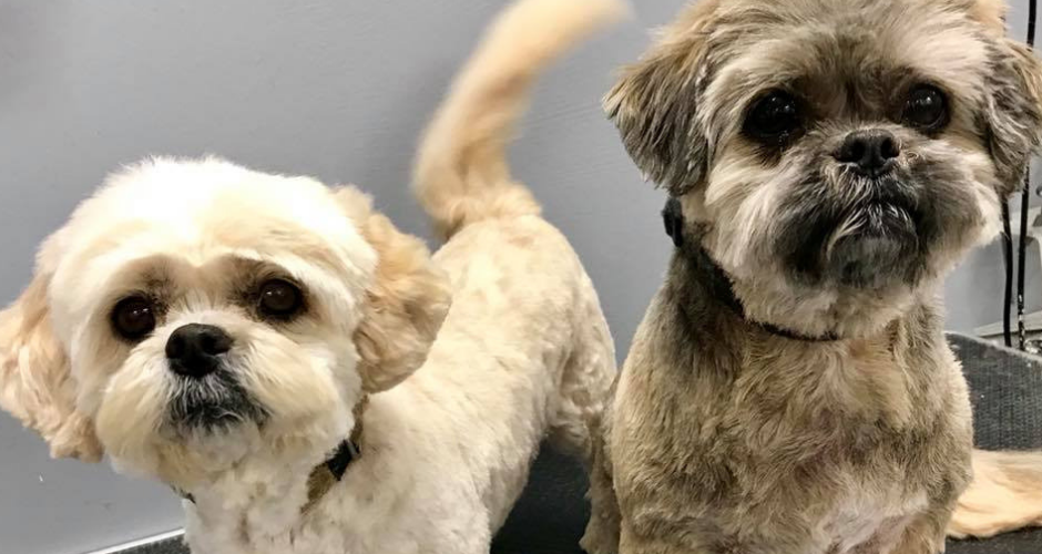 Manicured Muttz Dog Grooming - 3