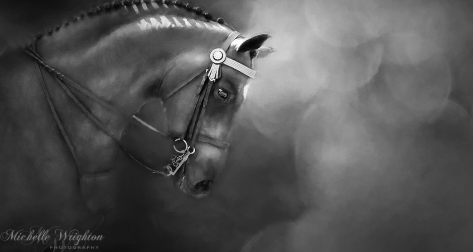 Michelle Wrighton- Equine & Pet Photography - 2
