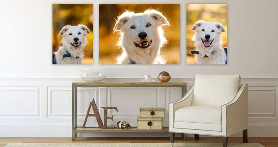 Michelle Wrighton- Equine & Pet Photography - 3