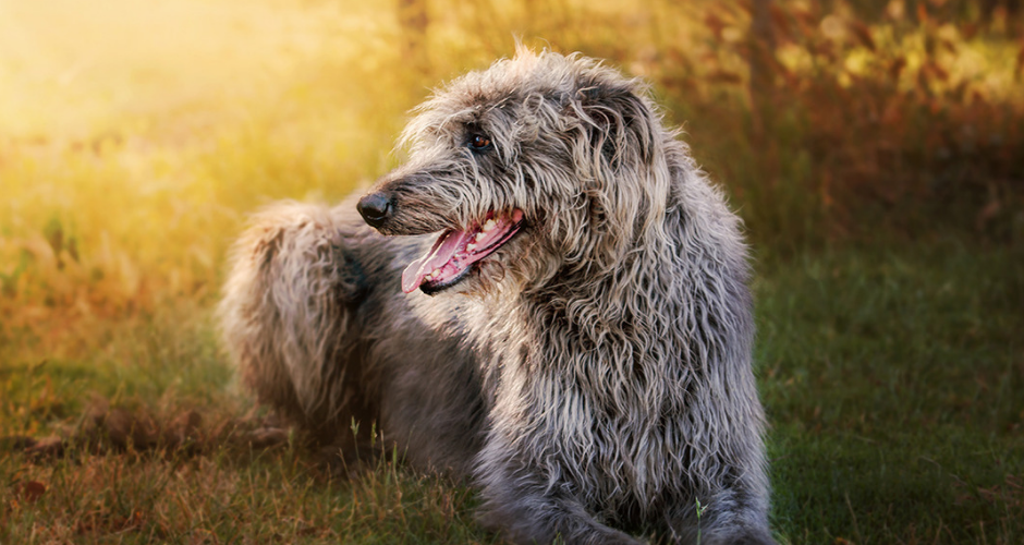 Michelle Wrighton- Equine & Pet Photography - 4
