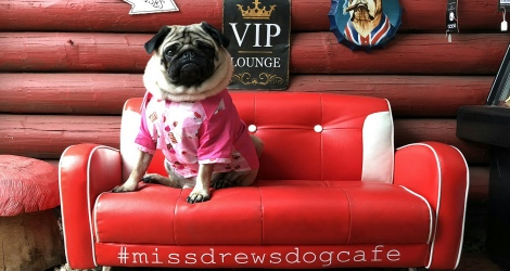Miss Drews Bakery & Dog Cafe image