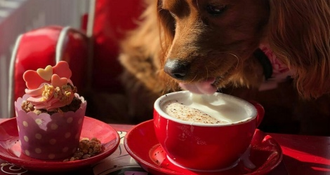 Miss Drews Bakery & Dog Cafe - 4