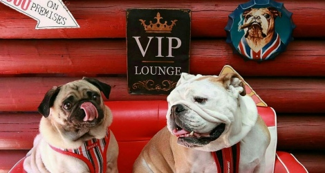 Miss Drews Bakery & Dog Cafe - 5