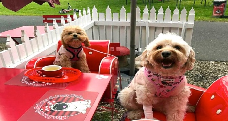Miss Drews Bakery & Dog Cafe - 6