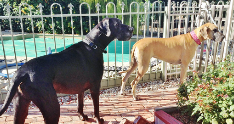 Must Love Dogs B&B and Self-Contained Cottage - 7