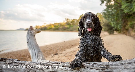 Noodles Pet Photography image