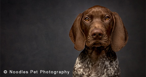 Noodles Pet Photography - 2