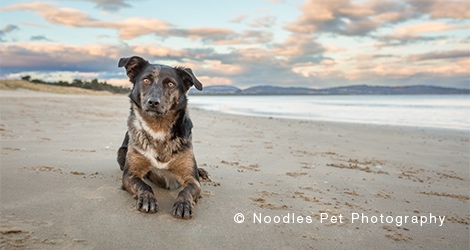 Noodles Pet Photography - 3