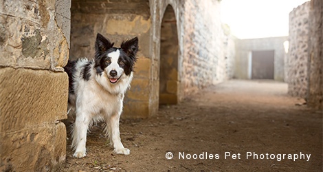 Noodles Pet Photography - 6