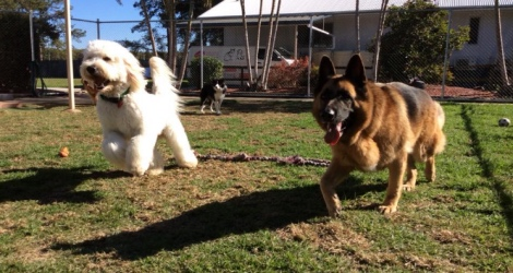 Northshore Pet Resort - 2