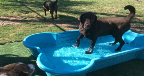 Northshore Pet Resort - 3