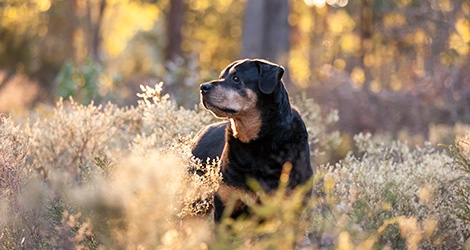 Pawfect Print Photography - 2