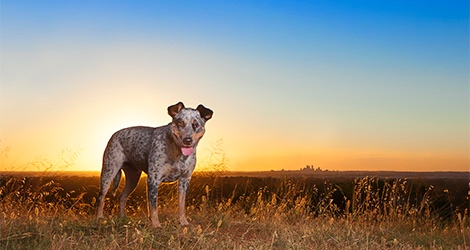 Pawfect Print Photography - 3