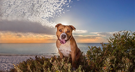 Pawfect Print Photography - 4