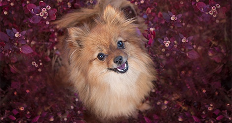 Pawfect Print Photography - 6