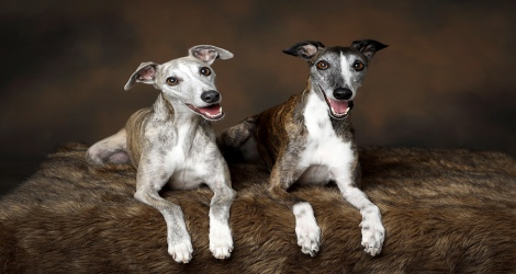 Paws of Love Pet Photography image
