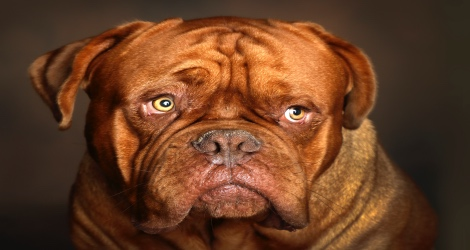 Paws of Love Pet Photography - 2