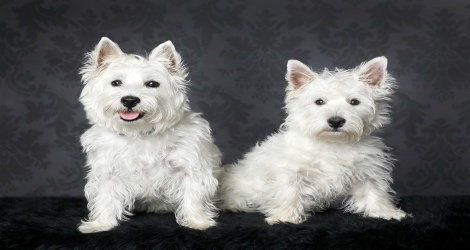 Paws of Love Pet Photography - 3