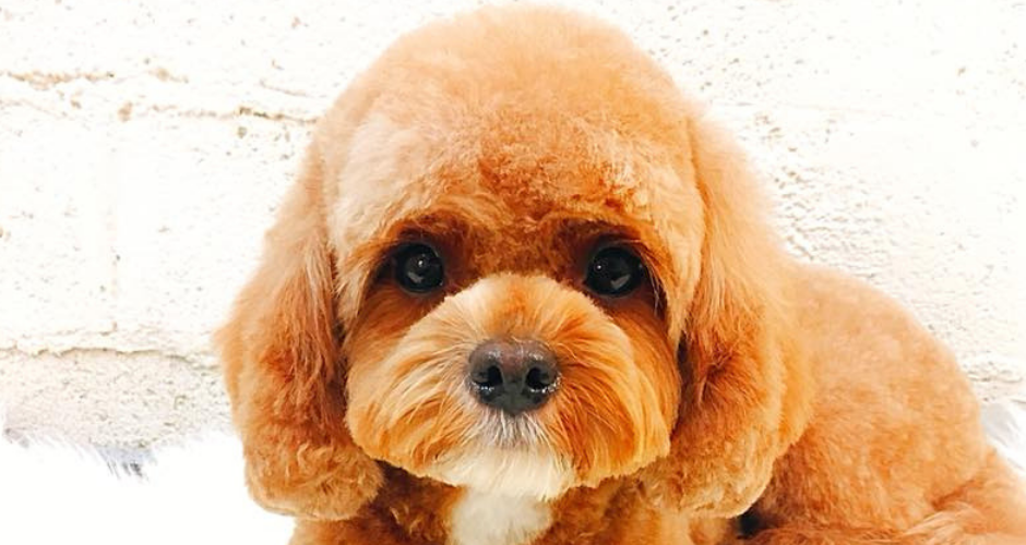 PawsAbout Grooming Salon- Coogee - 2