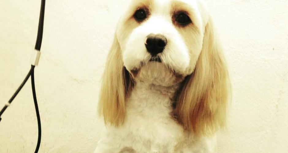 PawsAbout Grooming Salon- Coogee - 3