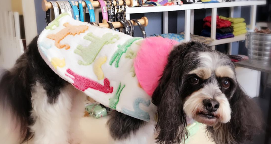 PawsAbout Grooming Salon- Coogee - 5