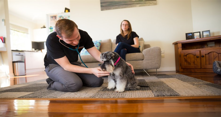 Pawssum - Brisbane - 2