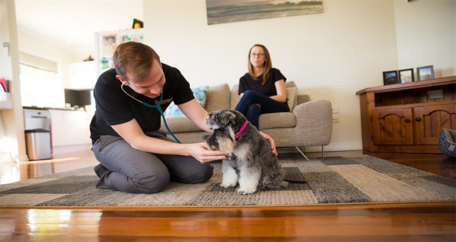 Pawssum - Canberra - 3